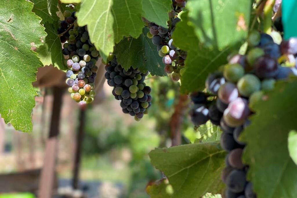 Cabernet Cottage Cottonwood Εξωτερικό φωτογραφία