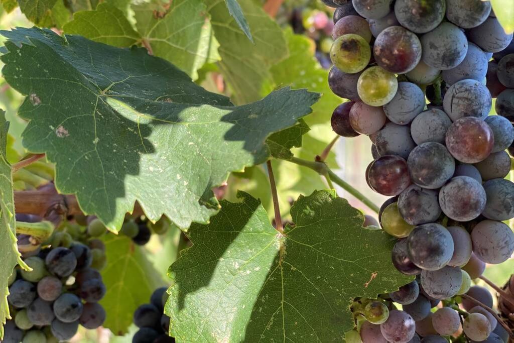 Cabernet Cottage Cottonwood Εξωτερικό φωτογραφία